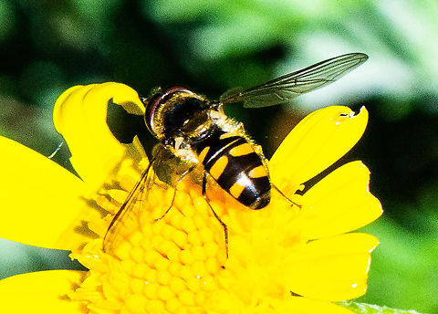 Common Halfband Hoverfly  Australia,Common Halfband,Fall,Geotagged,Melangyna viridiceps