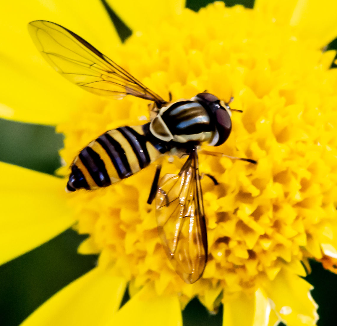 Hover Fly - Citrogramma sp. The two Australian species of Citrogramma (C. australe and C. notiale) can only be distinguished by male genitalia (current state of knowledge 2021 it would seem). Australia,Citrogramma,Common Halfband,Fall,Geotagged,Melangyna viridiceps,Syrphidae,Syrphinae,Syrphini,hoverfly