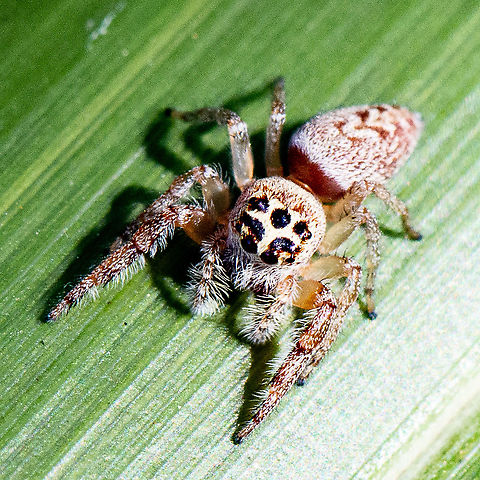 Spotted Jumping Spider - Opisthoncus polyphemus The females have a body length of 8-9 mm and the males have a 6-7 mm body. The females are a light yellow-orange with the males are a dark red-brown. The body has white markings, and have obvious dark circles surrounding the eyes which make them seem seemed bigger than normal. The eyes are arranged in two rows and the first pair is large and forward facing. They can turn their head to look at things around them.
This species roams foliage during the day hunting for arthropods (including spiders) and insects. They are inquisitive and will often jump onto the camera lens. The female spider rolls a leaf into a tube to make a retreat where she lays her eggs in a sac. 

https://www.citscihub.nz/Phil_Bendle_Collection:Jumping_Spider_(Cyclops)_Opisthoncus_polyphemus Australia,Fall,Geotagged,Opisthoncus polyphemus