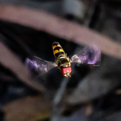 Halfband Hoverflying  Australia,Common Halfband,Fall,Geotagged,Melangyna viridiceps