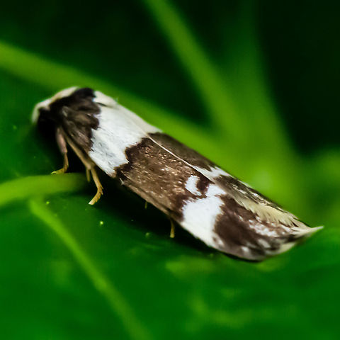 Concealer Moth - Halone sejuncta  Australia,Fall,Geotagged,Halone sejuncta