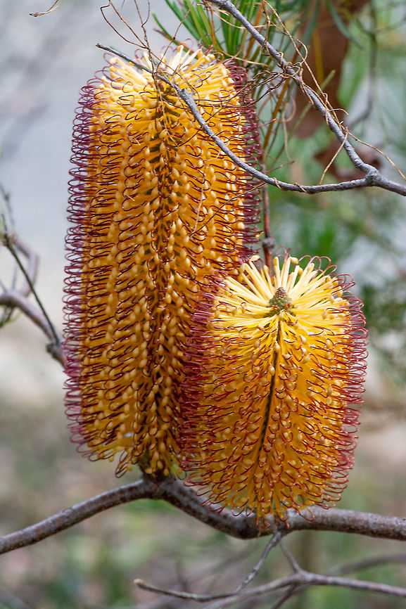 Banksia Spinulosa var.Cunninghamii or is it Ericafolia A Beautiful Pairing Banksia ericifolia,Banksia spinulosa,Hairpin banksia,Heath-leaved Banksia