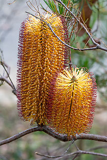 Banksia Spinulosa var.Cunninghamii or is it Ericafolia A Beautiful Pairing Banksia ericifolia,Banksia spinulosa,Hairpin banksia,Heath-leaved Banksia