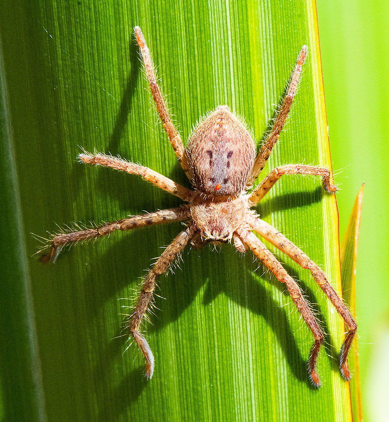 Neosprassus calligaster  Australia,Beautiful Badge Huntsman,Brisbane Huntsman,Fall,Geotagged,Giant Crab Spider,Heteropoda boiei,Heteropoda cervina,Heteropoda davidbowie,Heteropoda jugulans,Heteropoda ocyalina,Heteropoda venatoria,Neosprassus calligaster