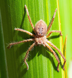 Neosprassus calligaster  Australia,Beautiful Badge Huntsman,Brisbane Huntsman,Fall,Geotagged,Giant Crab Spider,Heteropoda boiei,Heteropoda cervina,Heteropoda davidbowie,Heteropoda jugulans,Heteropoda ocyalina,Heteropoda venatoria,Neosprassus calligaster