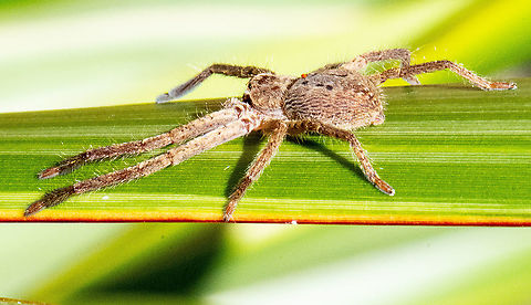 Neosparassus calligaster  Australia,Badge Huntsman Spider,Beautiful Badge Huntsman,Fall,Geotagged,Neosparassus diana,Neosprassus calligaster