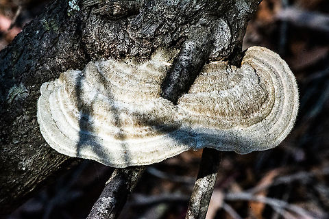 Fungus  Australia,Fall,Geotagged