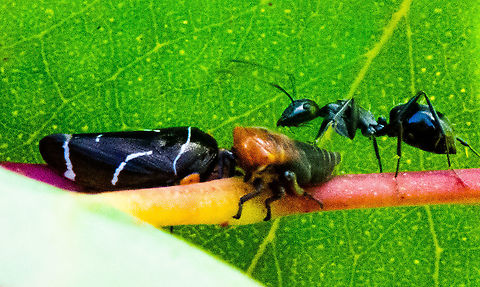 Interesting Tripartate - Eurymeloides bicincta - Gum Tree Hopper Nymphs and adults have piercing mouthparts and suck the sap. The excess fluid is secreted and is fed upon by ants which are often found associated with the leafhoppers. The ants do not harm the leafhoppers but may drive off potential predators. Australia,Eurymeloides bicincta,Fall,Geotagged,Two-lined gum-treehopper