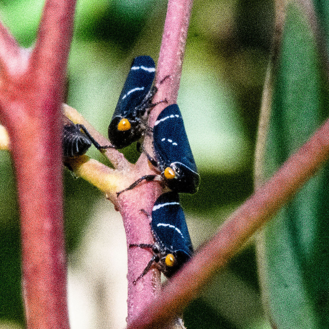 Three Plus One - Eurymeloides bicincta - Gum Tree Hopper Eurymeloides bicincta grows to a length of about 8 mm (0.3 in). The adult is wedge-shaped and is black with large orange eyes and white lines on its wings. The nymphs are orange.<br />
Eurymeloides bicincta is found on Eucalyptus trees where both nymphs and adults have piercing mouthparts and suck the sap. The excess fluid is secreted and is fed upon by ants which are often found associated with the leafhoppers. The ants do not harm the leafhoppers but may drive off potential predators.<br />
<a href="https://en.wikipedia.org/wiki/Eurymeloides_bicincta" rel="nofollow">https://en.wikipedia.org/wiki/Eurymeloides_bicincta</a> Australia,Eurymeloides bicincta,Fall,Geotagged,Two-lined gum-treehopper