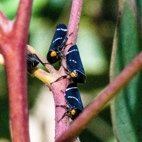 Three Plus One - Eurymeloides bicincta - Gum Tree Hopper Eurymeloides bicincta grows to a length of about 8 mm (0.3 in). The adult is wedge-shaped and is black with large orange eyes and white lines on its wings. The nymphs are orange.
Eurymeloides bicincta is found on Eucalyptus trees where both nymphs and adults have piercing mouthparts and suck the sap. The excess fluid is secreted and is fed upon by ants which are often found associated with the leafhoppers. The ants do not harm the leafhoppers but may drive off potential predators.
https://en.wikipedia.org/wiki/Eurymeloides_bicincta Australia,Eurymeloides bicincta,Fall,Geotagged,Two-lined gum-treehopper