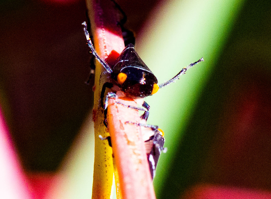 Head On - Eurymeloides bicincta - Gum Tree Hopper  Australia,Eurymeloides bicincta,Fall,Geotagged,Two-lined gum-treehopper