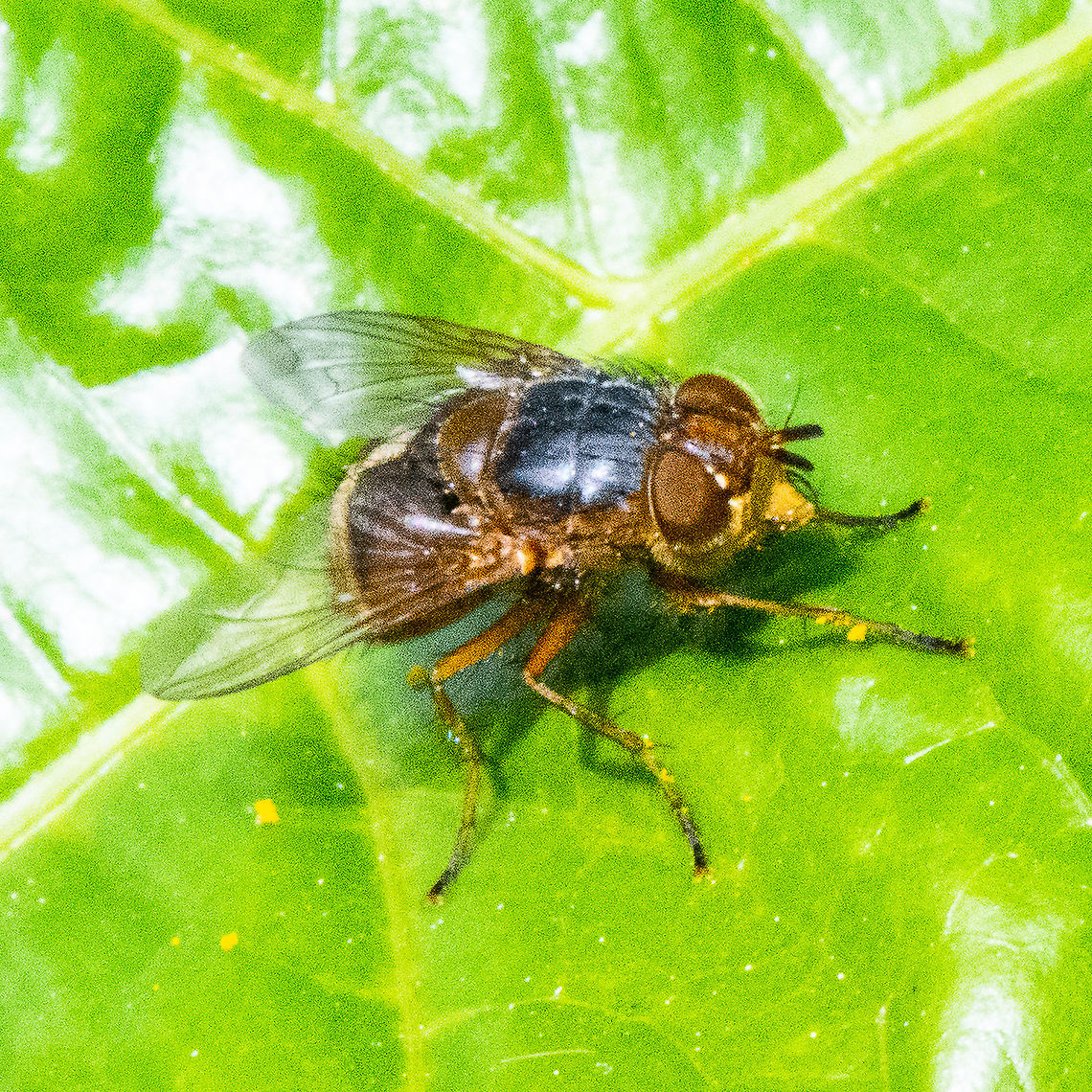Lesser Brown BlowFly  Australia,Calliphora augur,Fall,Geotagged