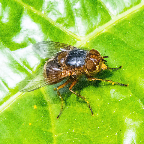 Lesser Brown BlowFly  Australia,Calliphora augur,Fall,Geotagged