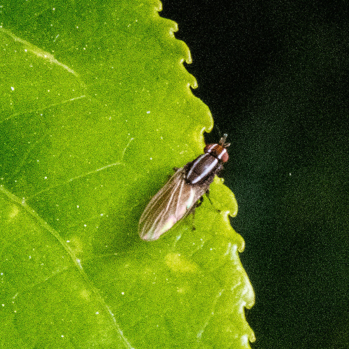 Striped Sun Fly - Tapeigaster nigricornis  Australia,Fall,Geotagged,Tapeigaster nigricornis