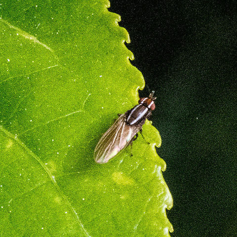 Striped Sun Fly - Tapeigaster nigricornis  Australia,Fall,Geotagged,Tapeigaster nigricornis