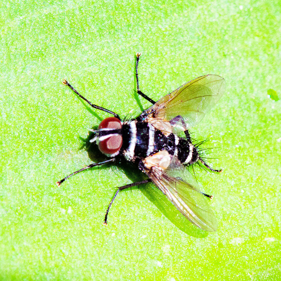 Australian Leafroller Tachinid - Trigonospila brevifacies  Australia,Fall,Geotagged,Trigonospila brevifacies