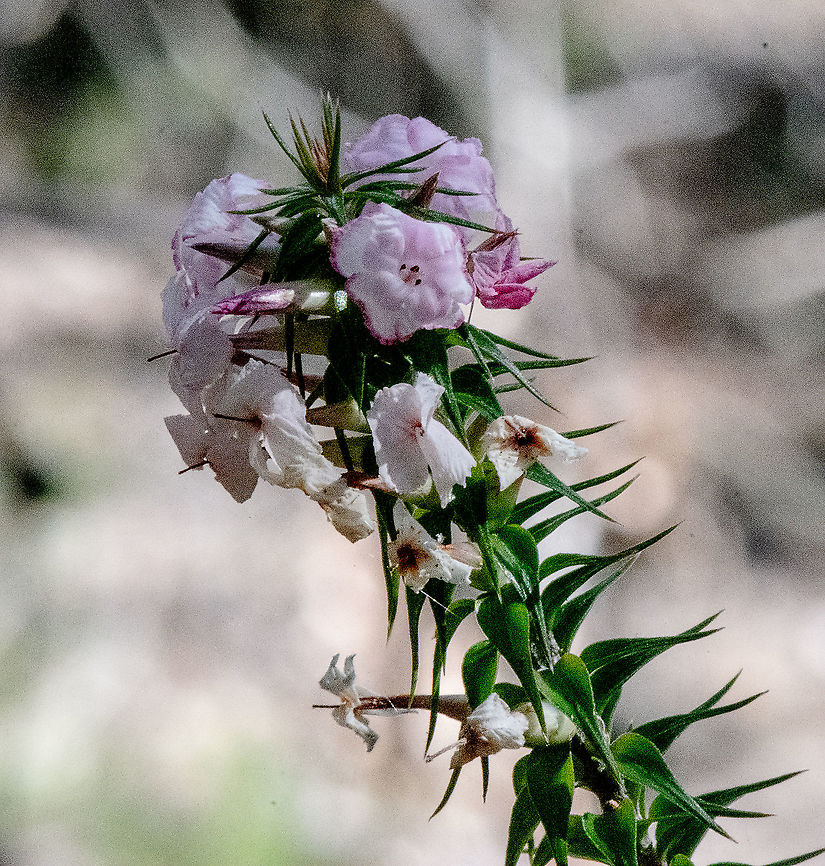 Pink - Woollsia Pungens  Australia,Fall,Geotagged,Woollsia,Woollsia pungens