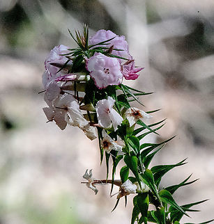 Pink - Woollsia Pungens  Australia,Fall,Geotagged,Woollsia,Woollsia pungens