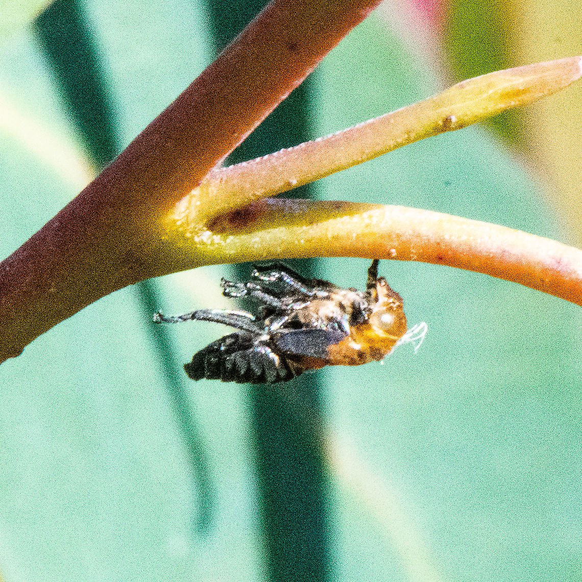 Exuviae - Nymph of Eurymeloides bicincta  Australia,Fall,Geotagged