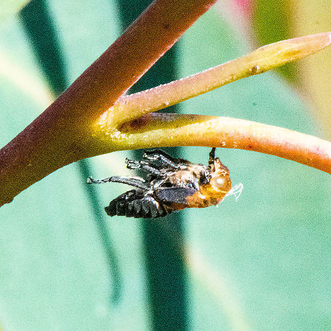 Exuviae - Nymph of Eurymeloides bicincta  Australia,Fall,Geotagged