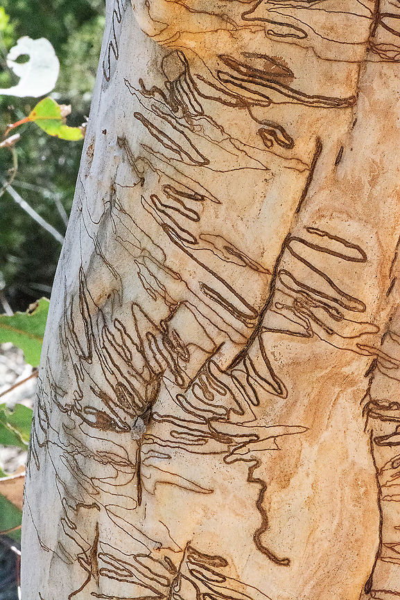 Scribbly Gum Ogmograptis scribula. The eggs of this moth are laid between the old and new season&#039;s bark of gum-barked eucalypt trees. As the larva burrows between the bark layers it leaves a tunnel which is revealed when the old bark falls away. Like all insect larvae, that of Ogmograptis scribula increases in size periodically and these changes can be seen as a widening in the tunnel revealed as a scar on the bark surface. Australia,Eucalyptus haemastoma,Fall,Geotagged,Ogmograptis scribula,Scribbly gum,galleries
