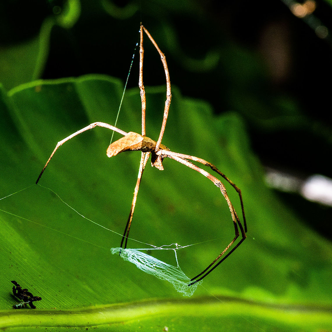 Net Casting Spider - Another View - Deinopis ravidus  Australia,Deinopis ravidus,Geotagged,Summer
