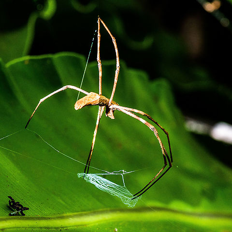 Net Casting Spider - Another View - Deinopis ravidus  Australia,Deinopis ravidus,Geotagged,Summer