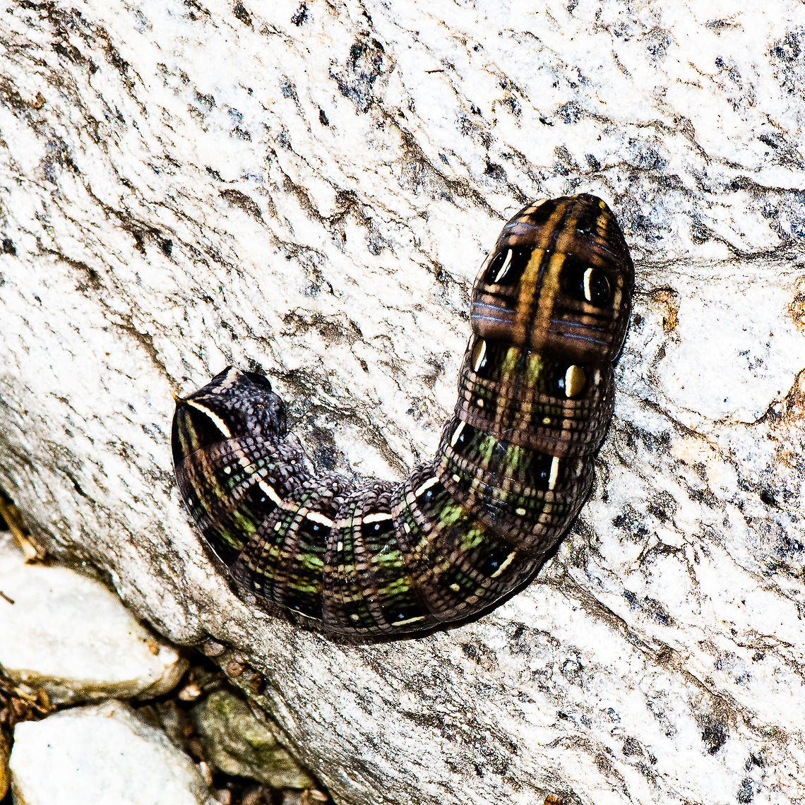 Full Bodied - Hippotion scrofa - Last Instar  Australia,Coprosma Hawk Moth,Geotagged,Hippotion scrofa,Summer