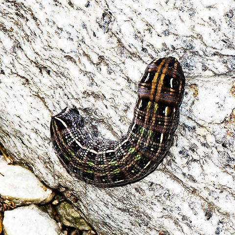 Full Bodied - Hippotion scrofa - Last Instar  Australia,Coprosma Hawk Moth,Geotagged,Hippotion scrofa,Summer
