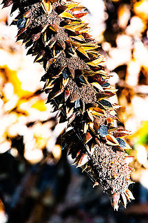 Grass tree spike - pods A close-up of a bent grass tree spike Australia,Fall,Geotagged,Grass tree,Johnsons Grass Tree,Xanthorrhoea - Semiplanna,Xanthorrhoea australis,Xanthorrhoea johnsonii,Xanthorrhoea semiplana