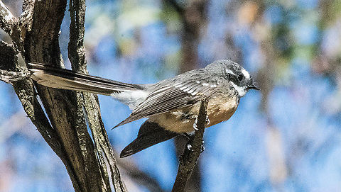 Grey Fantail - Rhipidura albiscapa The Grey Fantail is most easily recognised by its constantly fanned tail and agile aerial twists and turns. Both sexes are similar in appearance: grey above, with white eyebrow, throat and tail edges. This species is quite inquisitive and will closely approach an observer.

https://www.birdlife.org.au/bird-profile/grey-fantail Australia,Fall,Geotagged,Grey Fantail,Rhipidura albiscapa