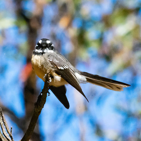 Grey Fantail - Rhipidura albiscapa  Australia,Fall,Geotagged,Grey Fantail,Rhipidura albiscapa