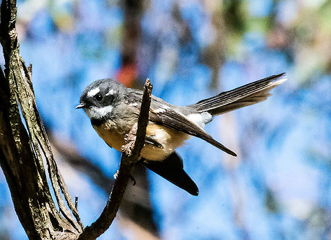 Grey Fantail - Rhipidura albiscapa  Australia,Fall,Geotagged,Grey Fantail,Rhipidura albiscapa
