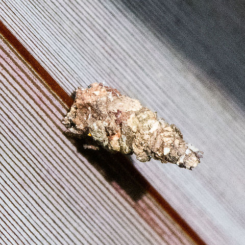Bagworm Moth - Psychidae  Australia,Fall,Geotagged