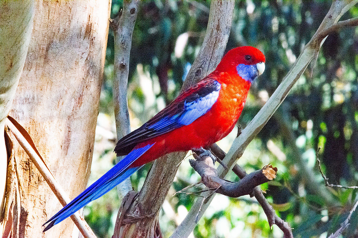 Crimson Rosella  Australia,Crimson rosella,Fall,Geotagged,Platycercus elegans