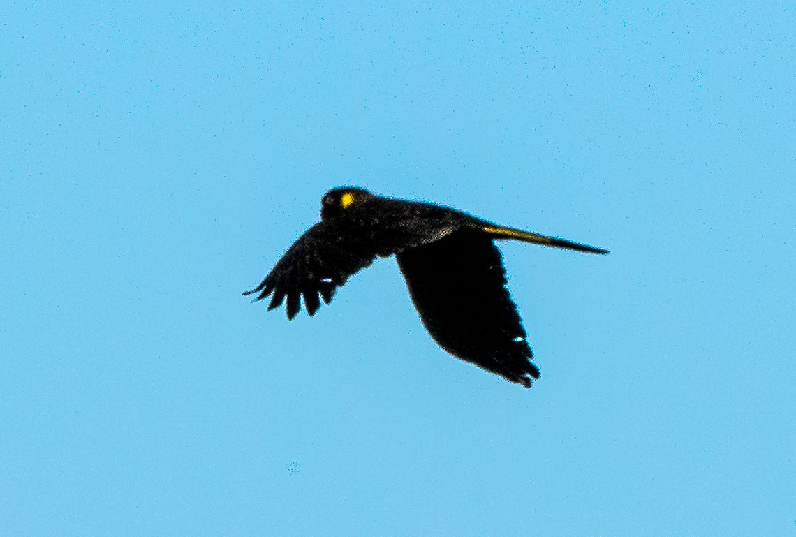 Yellow Tailed Black Cockatoo  Australia,Calyptorhynchus funereus,Fall,Geotagged,Yellow-tailed black cockatoo