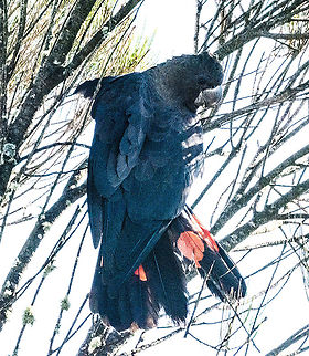 Glossy Black Cockatoos  Australia,Calyptorhynchus lathami,Fall,Geotagged,Glossy black cockatoo