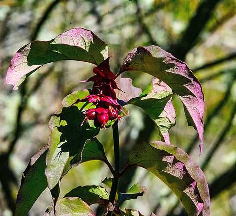 Himalayan Honeysuckle 

    Himalayan Honeysuckle is native to western China, India, Nepal and Burma.
    It has become a serious environmental weed in south-eastern Australia.
    It is a multi-stemmed shrub to 2 m high, which forms dense thickets that smother and shade out native vegetation and prevent the regeneration of native plant species.
    It spreads mostly by bird dispersed seeds, and when stems or dislodged stem pieces are in contact with moist soil and form roots.
    Control of Himalayan Honeysuckle requires an integrated program that includes manual removal and herbicide application.

 Australia,Fall,Geotagged,Leycesteria formosa