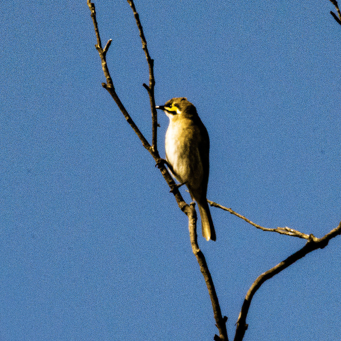 Yellow-Faced Honeyeater - Caligavis chrysops A small grayish honey-eater with a yellow facial stripe (bordered above and below with a black stripe), and a faintly streaked front. Abundant along the eastern coast of Australia in forested areas. This species migrates north in early winter, often in enormous flocks streaming through the canopy. Has a distinctive &quot;chip chip&quot; call. <br />
<br />
<a href="https://ebird.org/species/yefhon1?siteLanguage=en_AU" rel="nofollow">https://ebird.org/species/yefhon1?siteLanguage=en_AU</a> Australia,Caligavis chrysops,Fall,Geotagged,Yellow-faced honeyeater