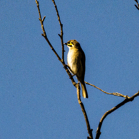 Yellow-Faced Honeyeater - Caligavis chrysops A small grayish honey-eater with a yellow facial stripe (bordered above and below with a black stripe), and a faintly streaked front. Abundant along the eastern coast of Australia in forested areas. This species migrates north in early winter, often in enormous flocks streaming through the canopy. Has a distinctive "chip chip" call. 

https://ebird.org/species/yefhon1?siteLanguage=en_AU Australia,Caligavis chrysops,Fall,Geotagged,Yellow-faced honeyeater