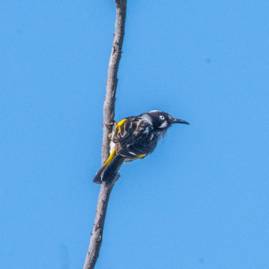 New Holland Honeyeater - Phylidonyris novaehollandiae  Australia,Fall,Geotagged,New Holland honeyeater,Phylidonyris novaehollandiae