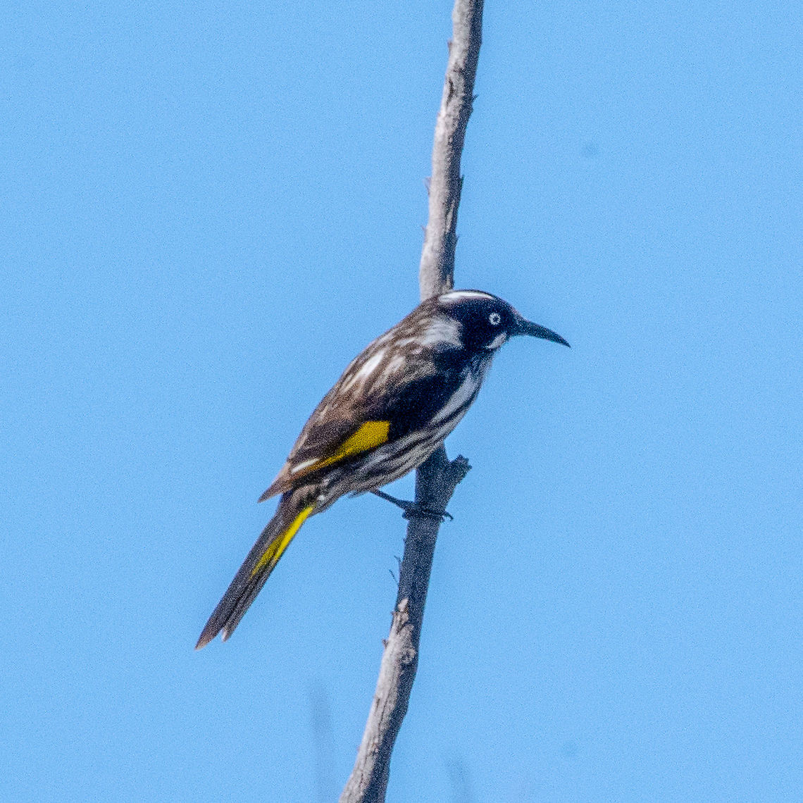 New Holland Honeyeater - Phylidonyris novaehollandiae he New Holland Honeyeater is mostly black and white, with a large yellow wing patch and yellow sides on the tail. It has a small white ear patch, a thin white whisker at the base of the bill and a white eye. This honeyeater is an active bird, and rarely sits still long enough to give an extended view. Sexes are similar in looks, but females are slightly smaller in size. Young birds are browner and have a grey eye.<br />
<br />
<a href="https://www.birdlife.org.au/bird-profile/new-holland-honeyeater" rel="nofollow">https://www.birdlife.org.au/bird-profile/new-holland-honeyeater</a> Australia,Fall,Geotagged,New Holland honeyeater,Phylidonyris novaehollandiae