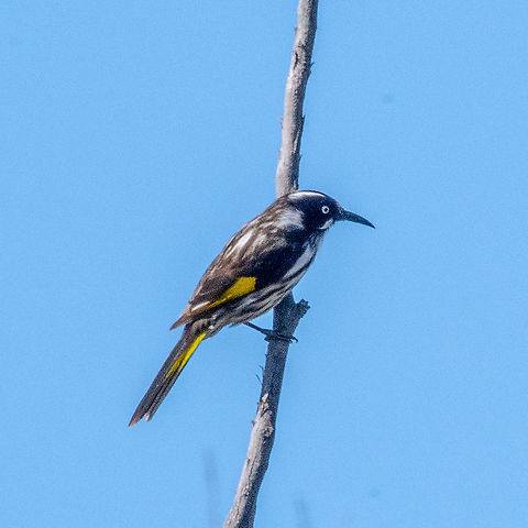 New Holland Honeyeater - Phylidonyris novaehollandiae he New Holland Honeyeater is mostly black and white, with a large yellow wing patch and yellow sides on the tail. It has a small white ear patch, a thin white whisker at the base of the bill and a white eye. This honeyeater is an active bird, and rarely sits still long enough to give an extended view. Sexes are similar in looks, but females are slightly smaller in size. Young birds are browner and have a grey eye.

https://www.birdlife.org.au/bird-profile/new-holland-honeyeater Australia,Fall,Geotagged,New Holland honeyeater,Phylidonyris novaehollandiae