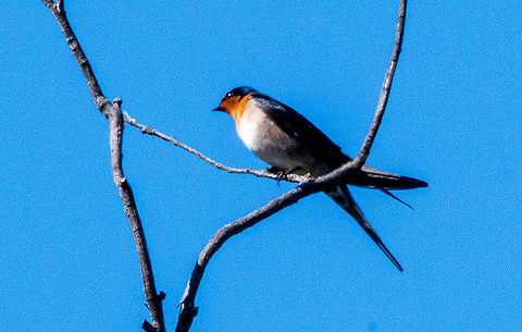 Perched - Welcome Swallow The Welcome Swallow is metallic blue-black above, light grey below on the breast and belly, and rust on the forehead, throat and upper breast. It has a long forked tail, with a row of white spots on the individual feathers. The outer tail feathers (streamers) are slightly shorter in the female.

https://australian.museum/learn/animals/birds/welcome-swallow/ Australia,Fall,Geotagged,Hirundo neoxena,Welcome Swallow