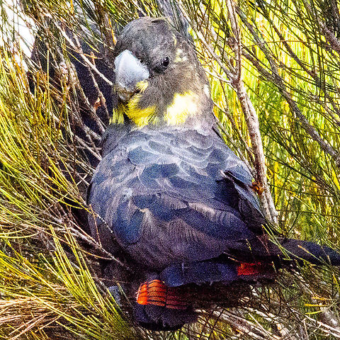 Glossy Black Cockatoo female The Glossy Black-Cockatoo (Calyptorhynchus lathami) is the smallest of the five black cockatoos in Australia. 
It's plumage is dull brown-black, with red or orange-red tail panels. It has a bulbous bill and a small & inconspicuous crest. 
Adult females exhibit extensive yellow patches on their head & neck and the tail panels tend to be more orange-red with black bars, but can become more red and less barred with age.
Some adult males have a few yellow feathers on the head and the males' tail panels tend to be bright red.
Young birds look similar to adult males, however they tend to have yellow spotted or streaked flanks and under-bodies, with some yellow spots on their head. \
Glossy Black-Cockatoos are notoriously quiet and regularly return to feed on favoured stands of Black She-oaks (Allocasuarina littoralis) or Weeping She-oak (Allocasuarina verticillata).

https://www.wsc.nsw.gov.au/Project-Directory/Glossy-Black-Cockatoo-Conservation Australia,Calyptorhynchus lathami,Fall,Geotagged,Glossy black cockatoo