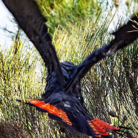 Escape - Glossy Black Cockatoo  Australia,Calyptorhynchus lathami,Fall,Geotagged,Glossy black cockatoo
