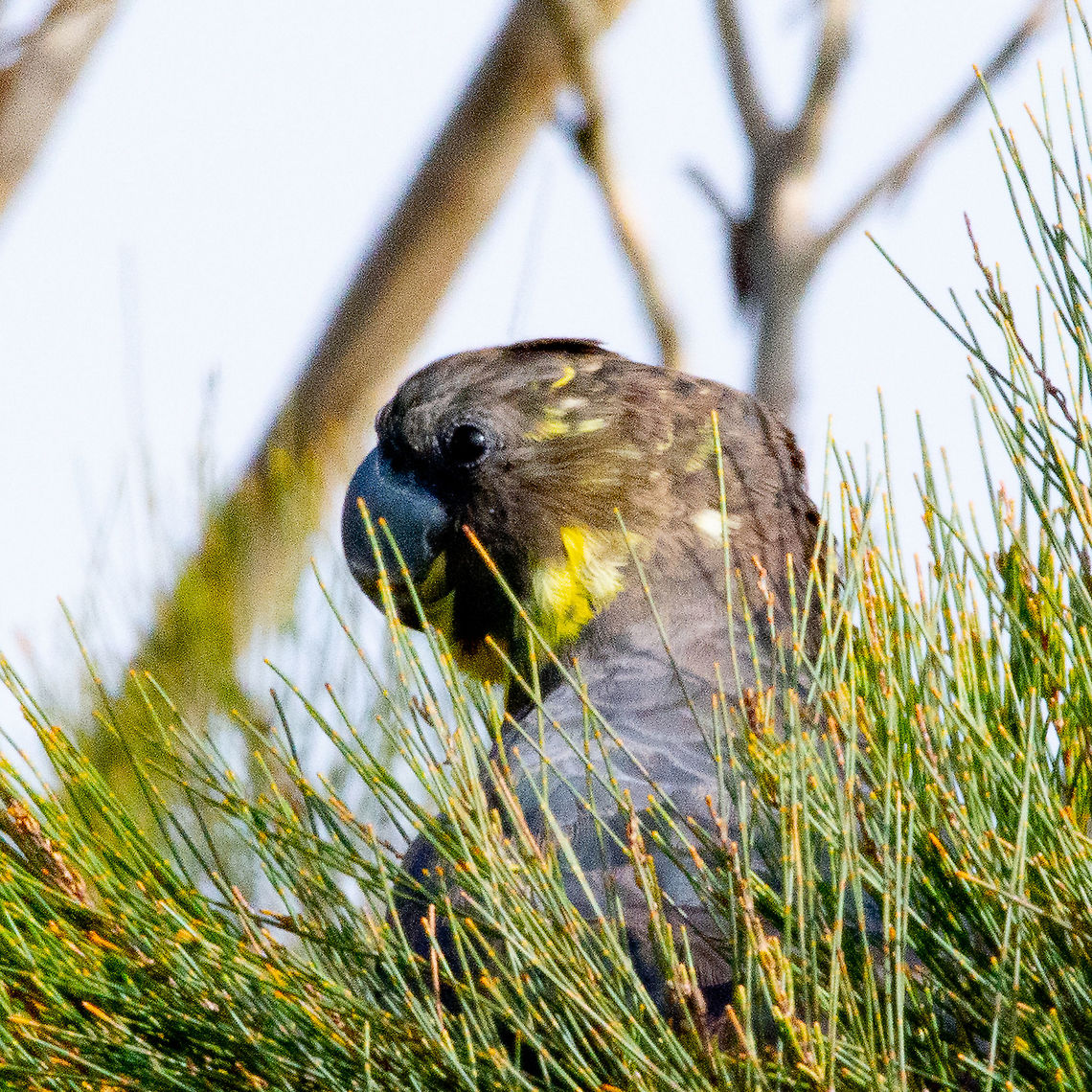Glossy Black Cockatoo - female  Australia,Calyptorhynchus lathami,Fall,Geotagged,Glossy black cockatoo