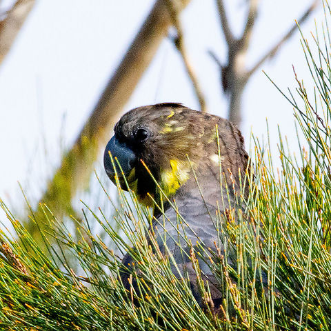 Glossy Black Cockatoo - female  Australia,Calyptorhynchus lathami,Fall,Geotagged,Glossy black cockatoo