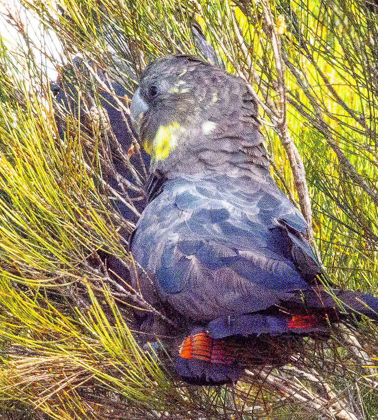 Glossy Black Cockatoo female with partner Nestled in the she-oak. Walking through the bush you can hear them cruncing on the nuts.<br />
Glossy Black-cockatoos feed almost exclusively on the seeds of Allocasuarina species. They use their strong bill to extract seeds by crushing cones held in their claws. Occasionally they may eat insect larvae and have been observed feeding on seeds from some eucalypts, angophoras, acacias and hakeas. Australia,Calyptorhynchus lathami,Fall,Geotagged,Glossy black cockatoo
