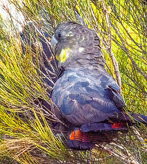Glossy Black Cockatoo female with partner Nestled in the she-oak. Walking through the bush you can hear them cruncing on the nuts.
Glossy Black-cockatoos feed almost exclusively on the seeds of Allocasuarina species. They use their strong bill to extract seeds by crushing cones held in their claws. Occasionally they may eat insect larvae and have been observed feeding on seeds from some eucalypts, angophoras, acacias and hakeas. Australia,Calyptorhynchus lathami,Fall,Geotagged,Glossy black cockatoo